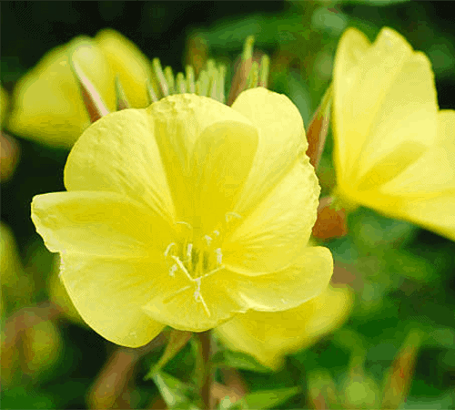 evening primrose flower