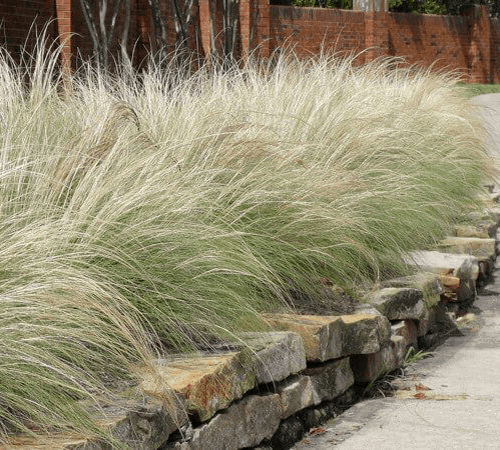 mexican feathergrass landscaping