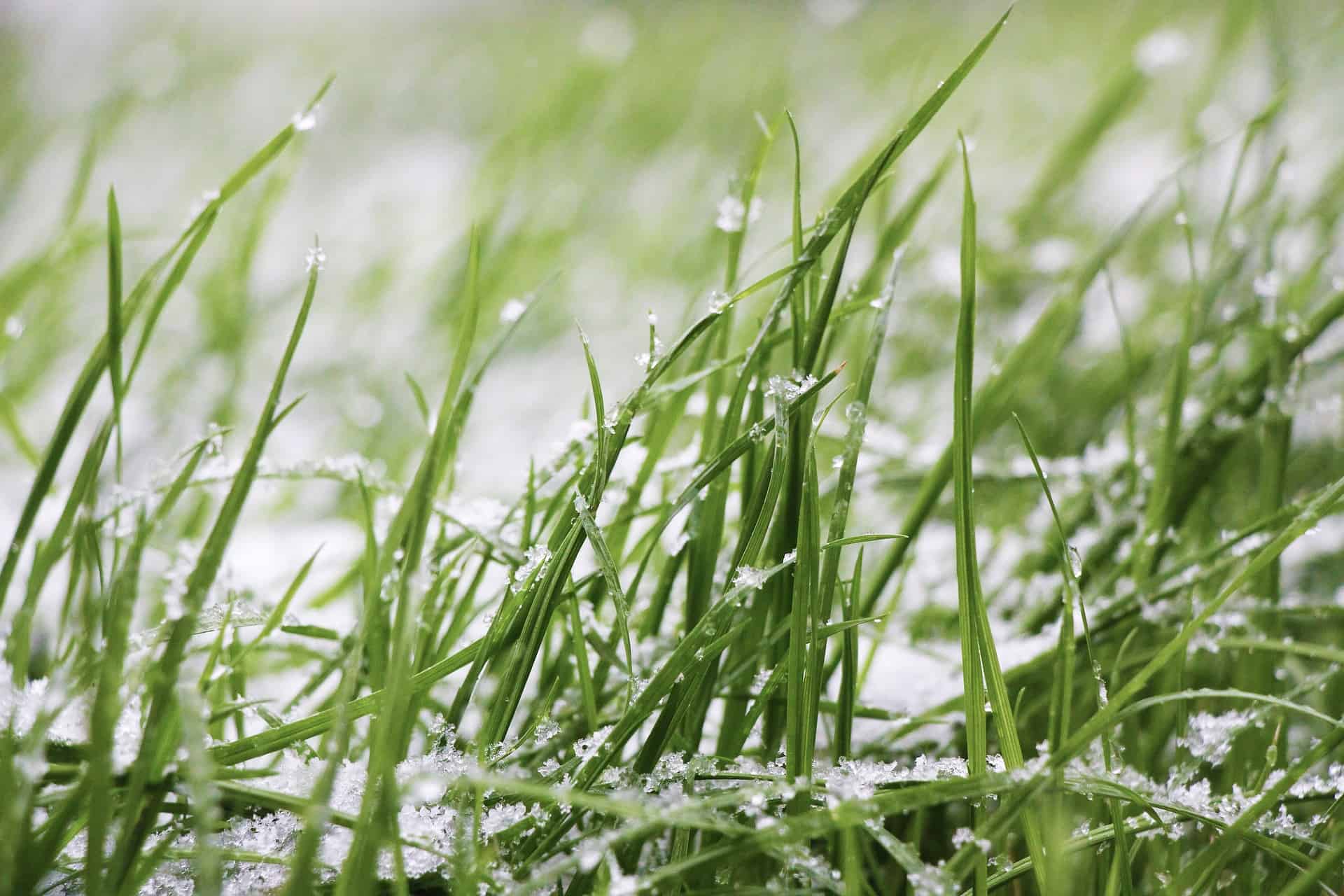 Grass with snow and ice
